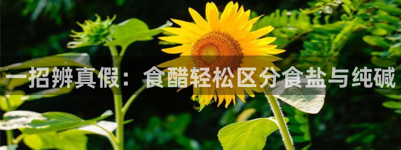 威九国际网站下载